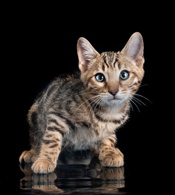 Bengal kitten in studio