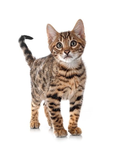 Bengal kitten in studio