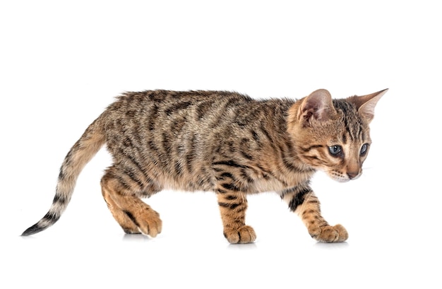 Bengal kitten in studio