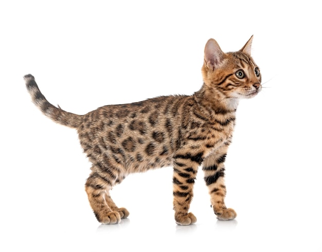 Bengal kitten in studio