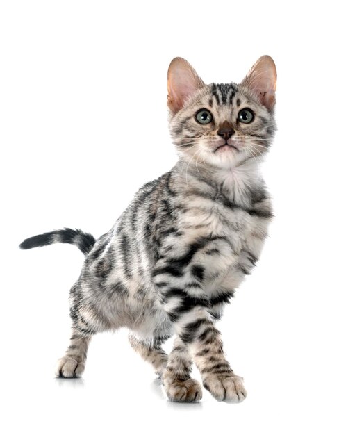 Bengal kitten in studio