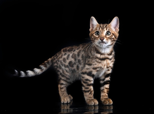 Bengal kitten in studio