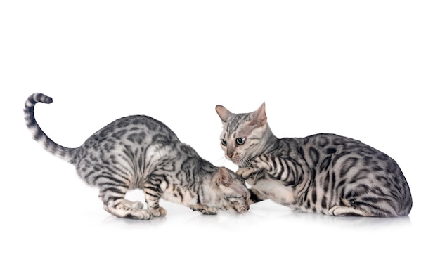 bengal kitten in studio