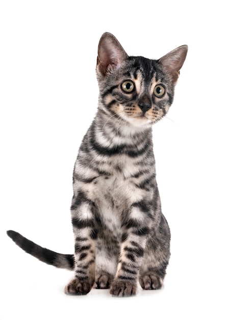 bengal kitten in studio