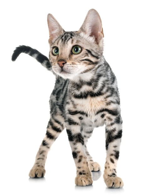 bengal kitten in studio