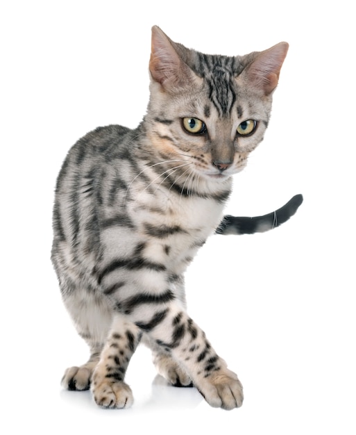 bengal kitten in studio