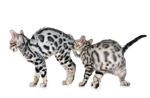 bengal kitten in studio