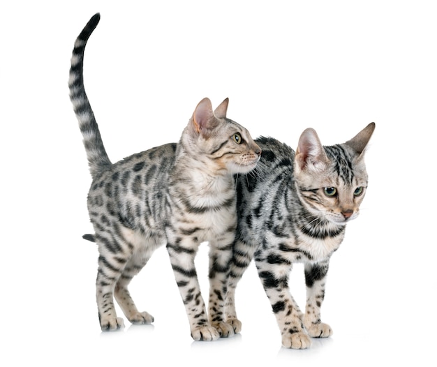 bengal kitten in studio