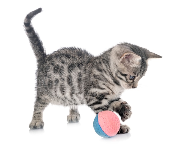 Photo bengal kitten on white isolated