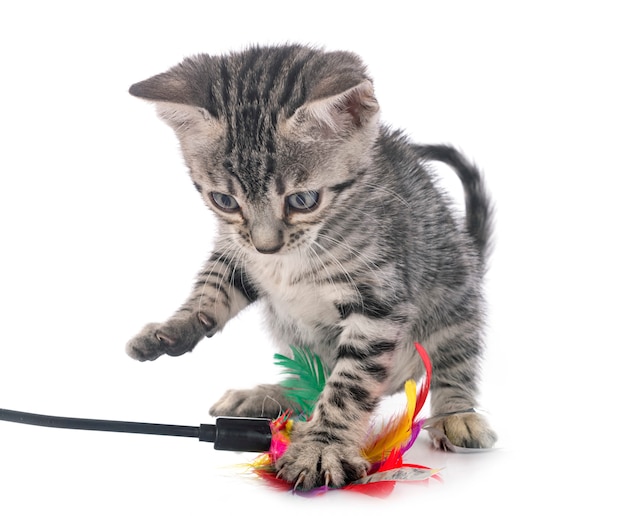 Bengal kitten on white isolated