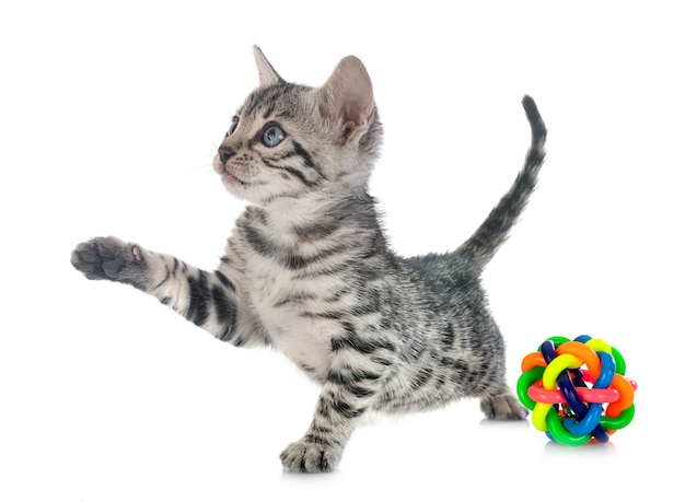 Bengal kitten on white isolated