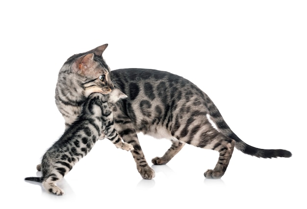 Bengal kitten in white isolated