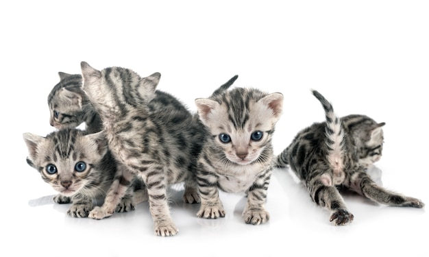 Bengal kitten on white wall