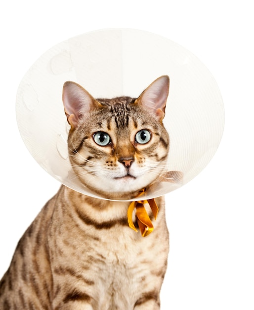 Photo bengal kitten with neck collar