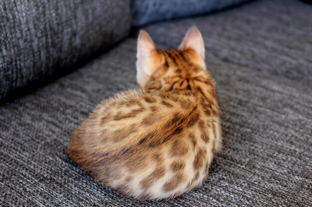 Bengal kitten