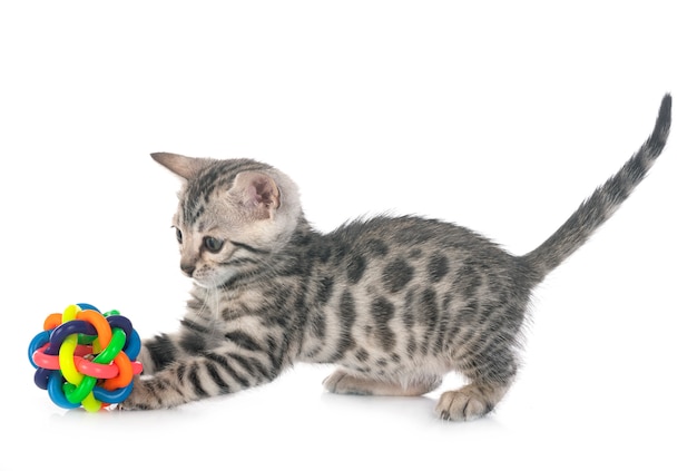 Photo bengal kitten