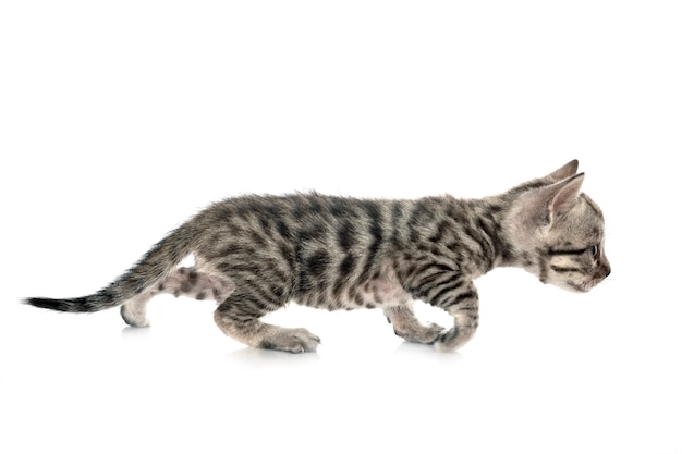 Bengal kitten 