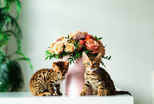 Bengal kittens sitting on white table in interiour