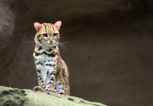 Bengal leopard cat looking unpleased