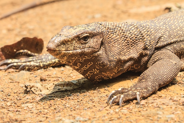 Bengal Monitor Hagedis in het bos