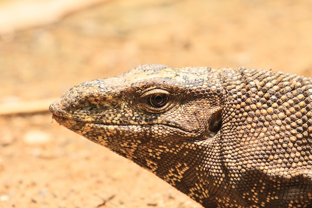 Bengal Monitor Lizard in the forest