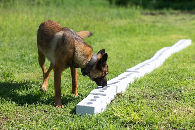 ベンガル牧羊犬は、隠されたオブジェクトを探してレンガの列を嗅ぎます。警察、税関、国境警備隊のために介助犬を訓練するトレーニング。