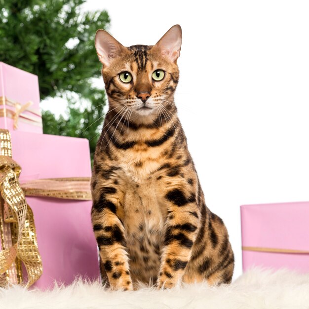 Bengal sitting in front of Christmas decorations