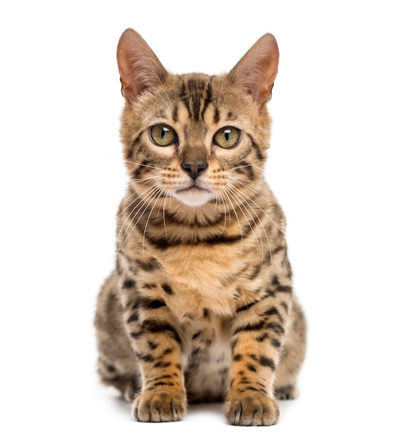 Bengal sitting in front of a white wall