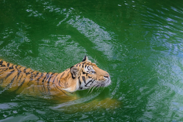 ベンガル・タイガーは動物園で水中で運動する。