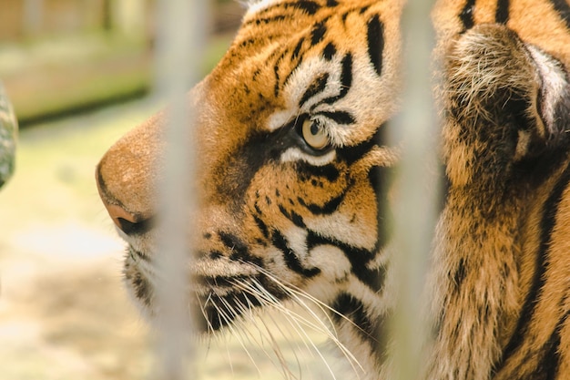 Bengal tiger in an iron cagexAxA