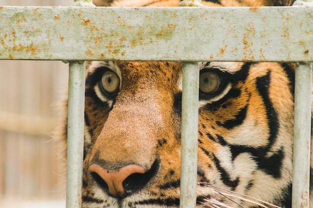 Tigre del bengala in una gabbia di ferroxaxa