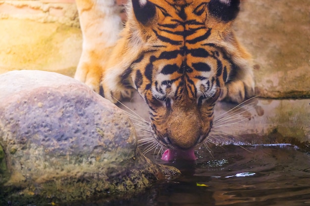 Bengal tiger is eating water