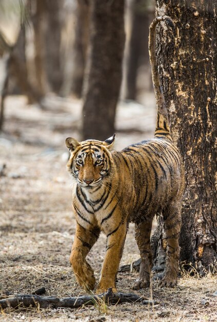 Bengal tiger is going among the trees in the Ranthambore National Park. India.