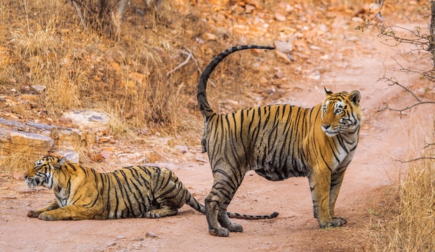Бенгальский тигр лежит на дороге. Национальный парк Рантхамбор. Индия.