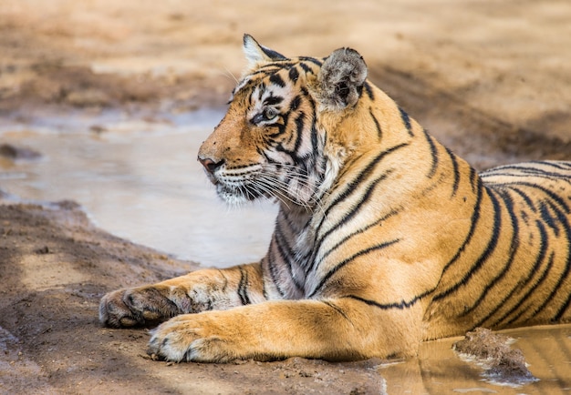 La tigre del bengala è sdraiata sulla strada. parco nazionale di ranthambore. india.