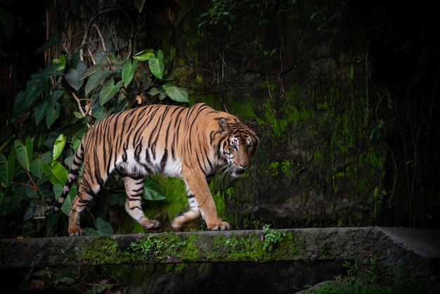 Бенгальский тигр, крупный хищник в лесу