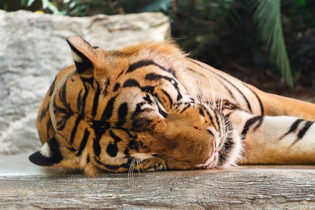 Photo bengal tiger ( panthera tigris tigris ) is sleeping at thailand .