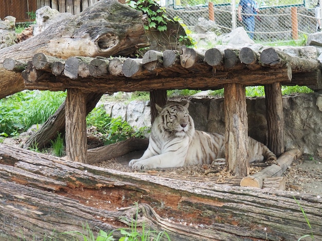 Bengal tiger Panthera tigris tigris or Panthera tigris bengalensis Albino mutation white tiger The animal is resting in the zoo The tiger holds its head proudly Portrait of a Royal Bengal tiger