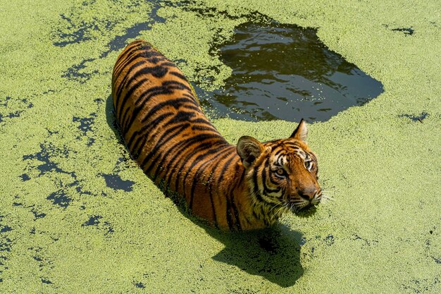 Bengal tiger Panthera tigris tigris swimming to cool off beautiful large feline mexico