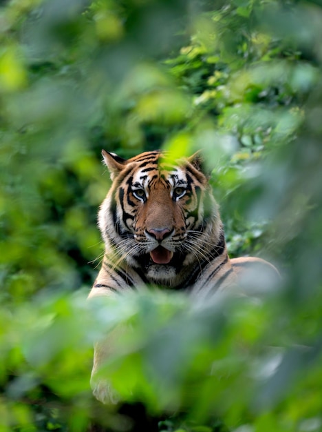 Bengal tiger resting among green bushes