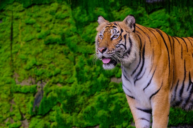 Bengal tiger resting Near with green moss from inside the jungle zoo .