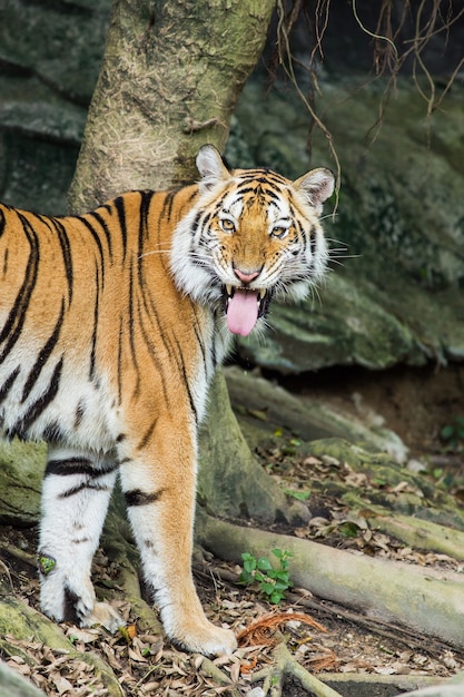 Bengal Tiger in the Thailand