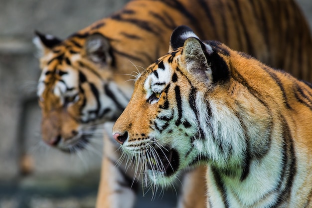 Photo bengal tiger in the thailand