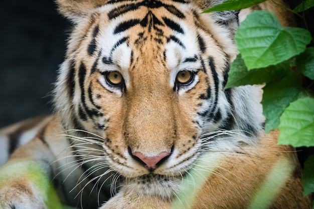 Bengal tiger in the wild