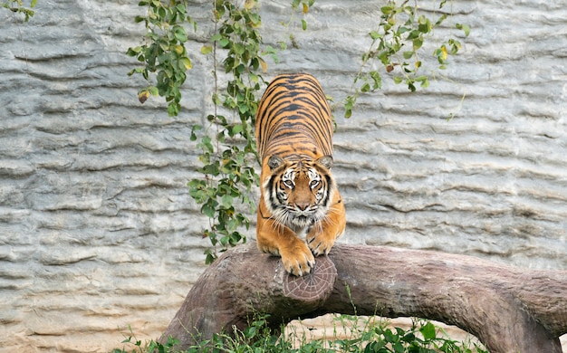 Bengal tiger in zoo