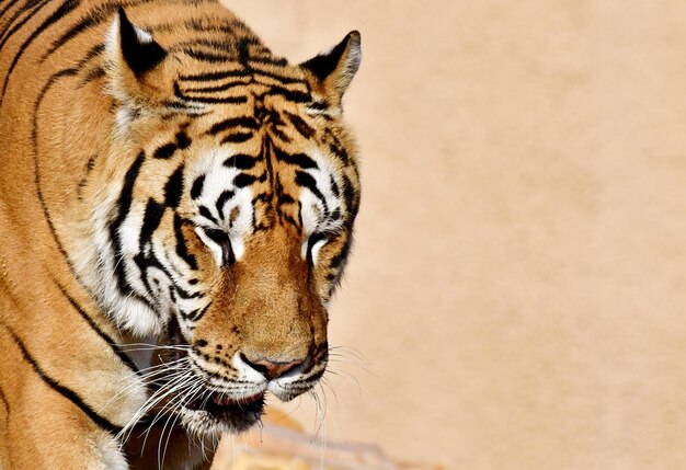 Photo bengal tiger