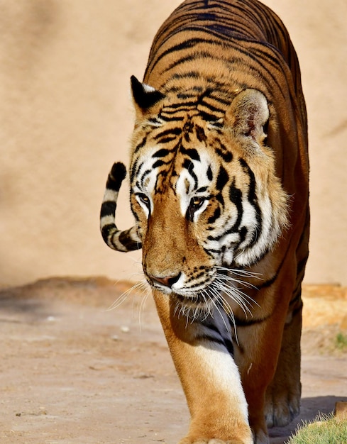 Foto tigre del bengala