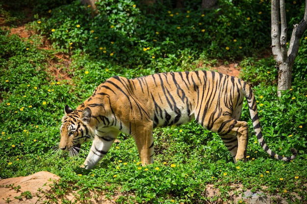 Bengal Tiger