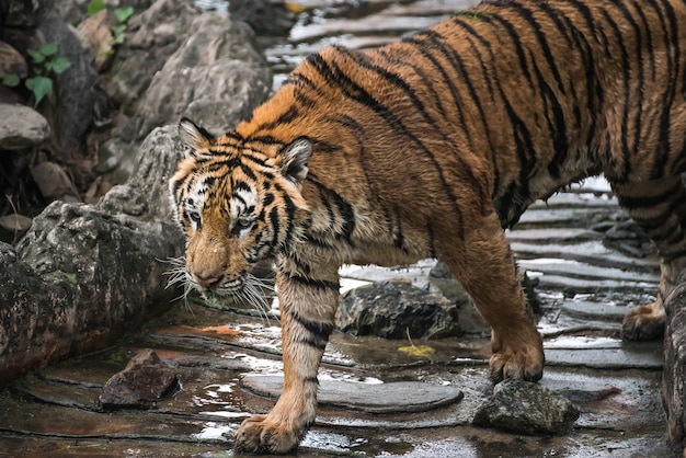 Tigre del bengala