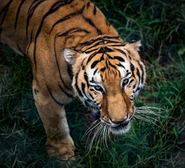 Bengal tiger